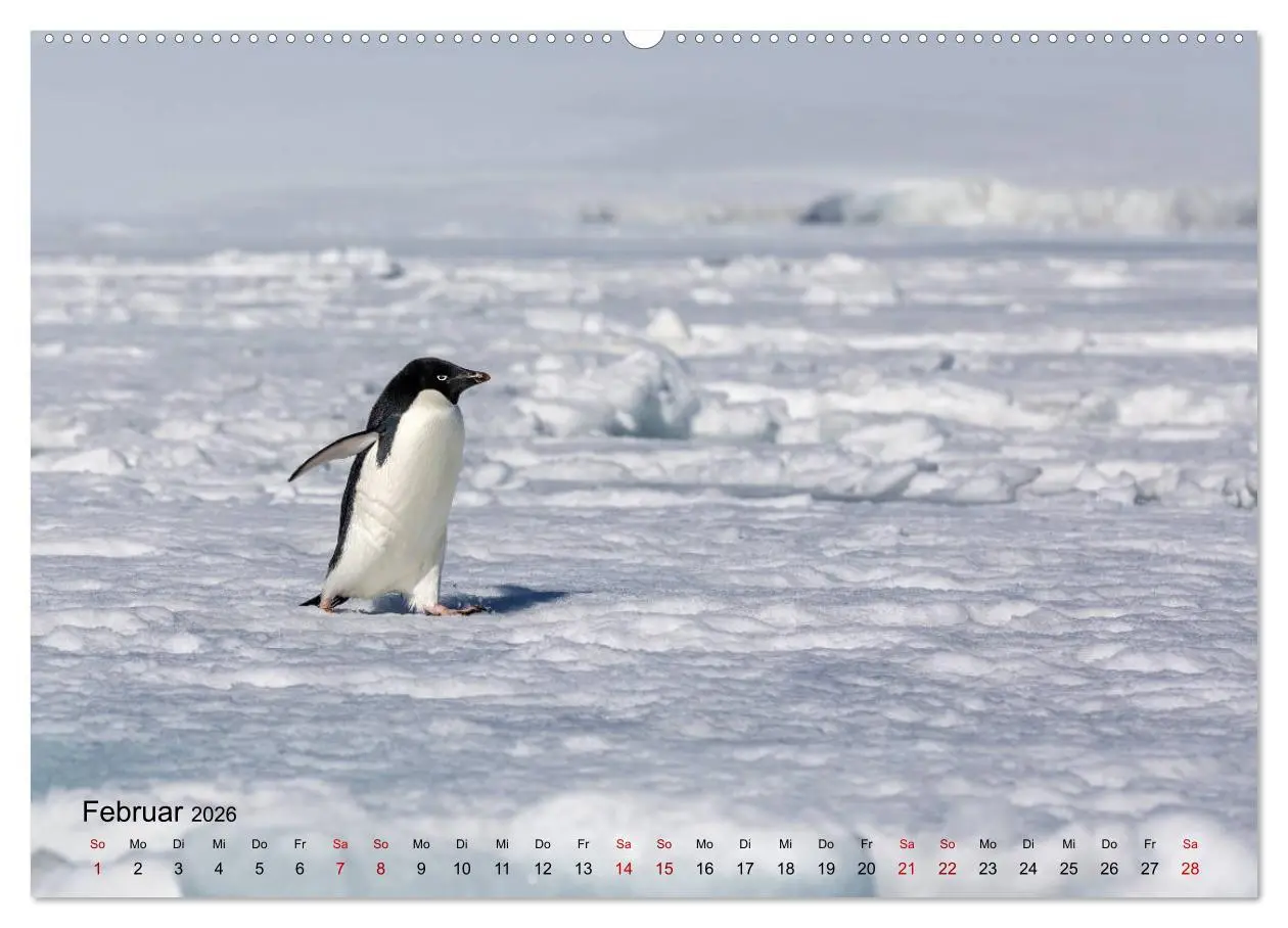 Bild: 9783457711231 | Antarktis, die eisige Heimat der Pinguine (hochwertiger Premium...
