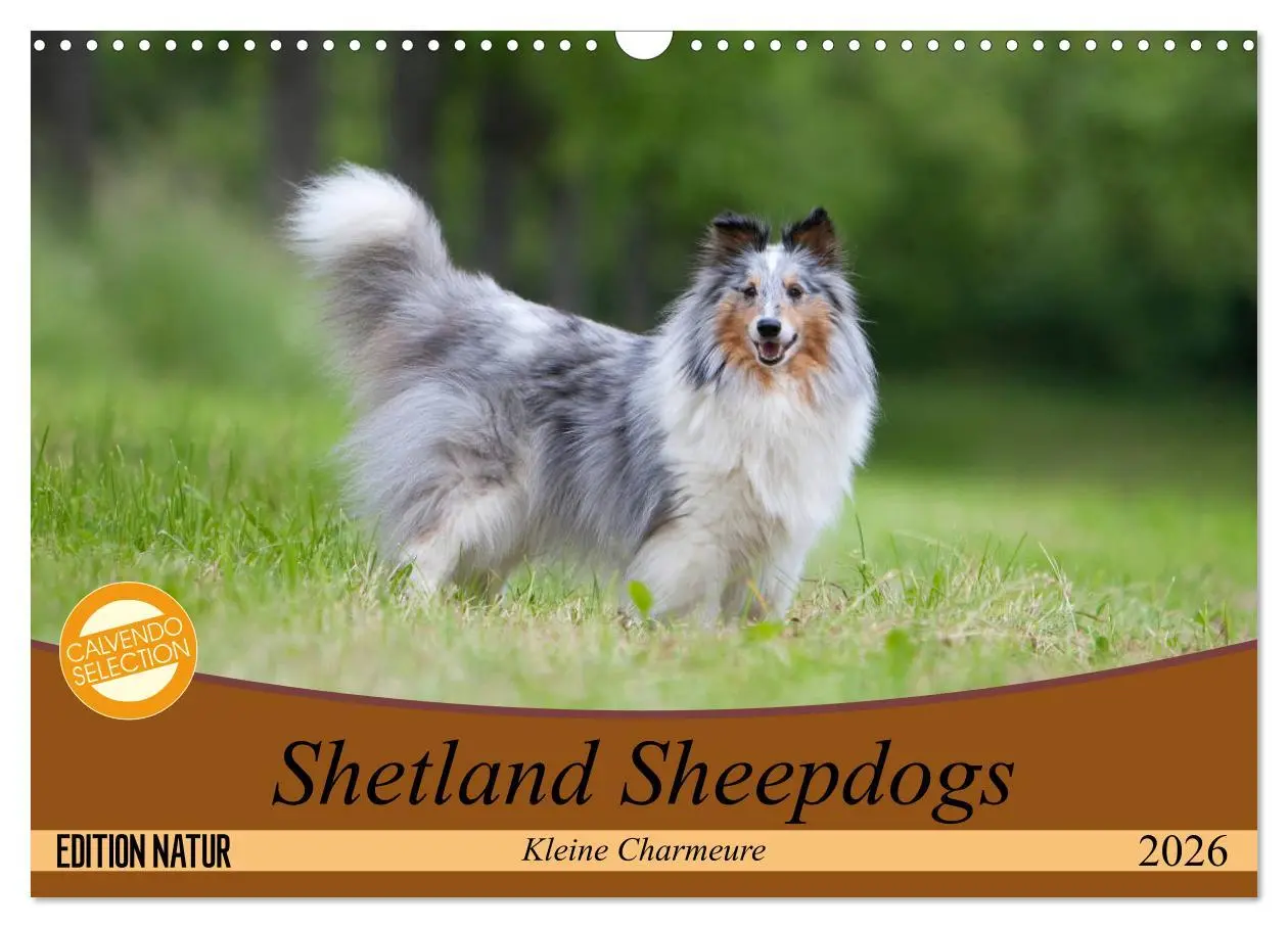 Cover: 9783457881231 | Shetland Sheepdogs - Kleine Charmeure (Wandkalender 2026 DIN A3...