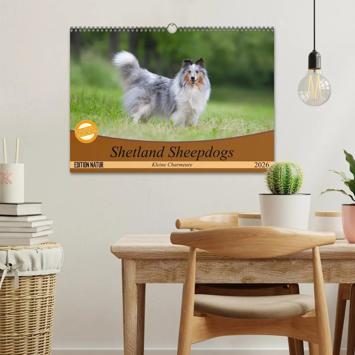 Bild: 9783457881231 | Shetland Sheepdogs - Kleine Charmeure (Wandkalender 2026 DIN A3...
