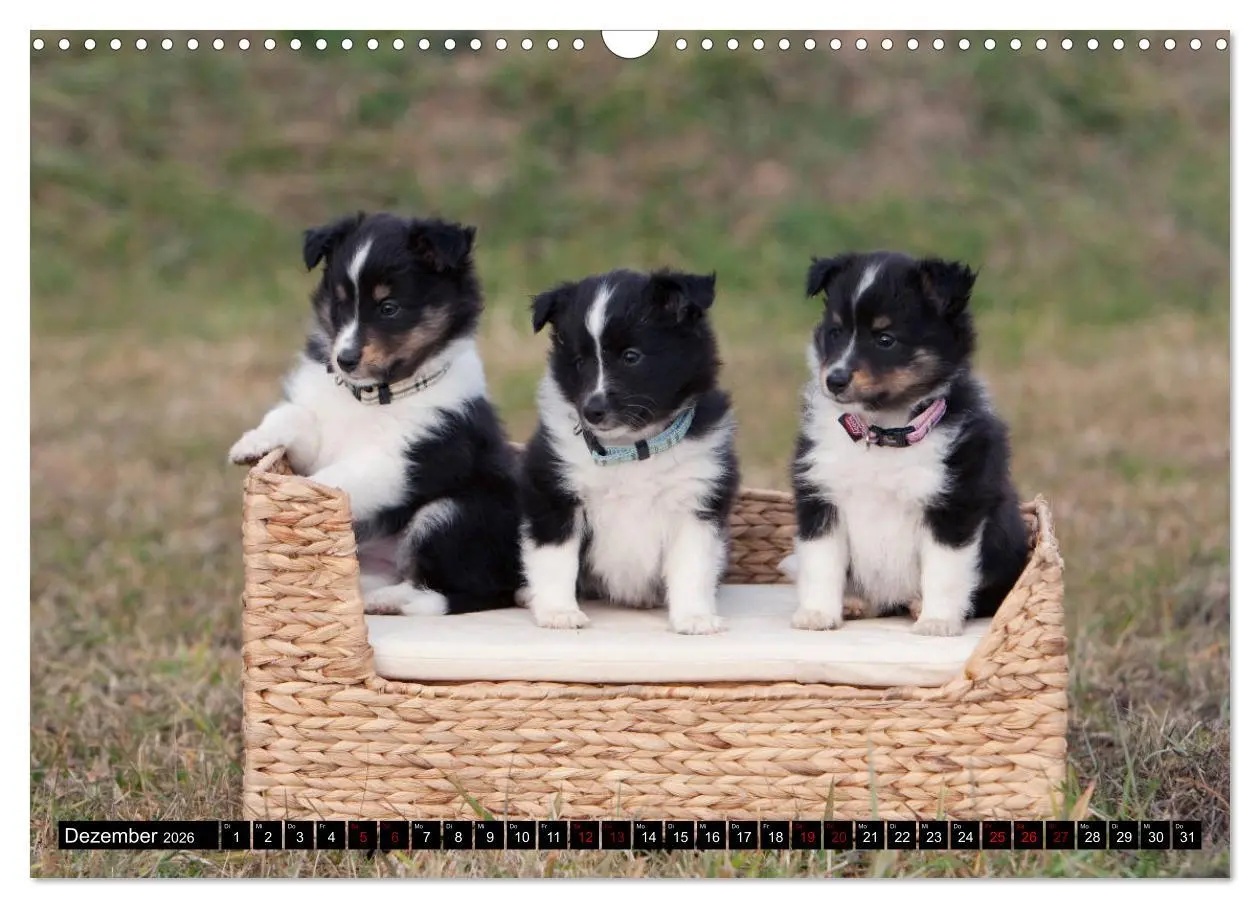 Bild: 9783457881231 | Shetland Sheepdogs - Kleine Charmeure (Wandkalender 2026 DIN A3...