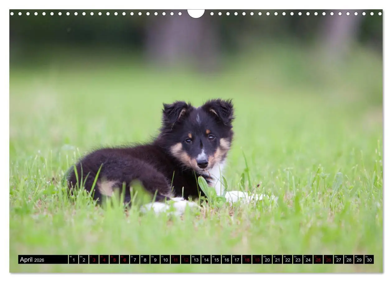 Bild: 9783457881231 | Shetland Sheepdogs - Kleine Charmeure (Wandkalender 2026 DIN A3...