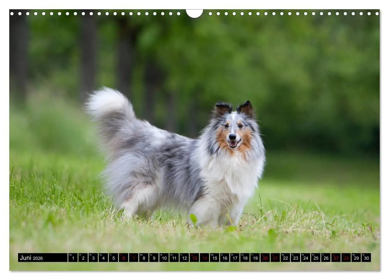 Bild: 9783457881231 | Shetland Sheepdogs - Kleine Charmeure (Wandkalender 2026 DIN A3...