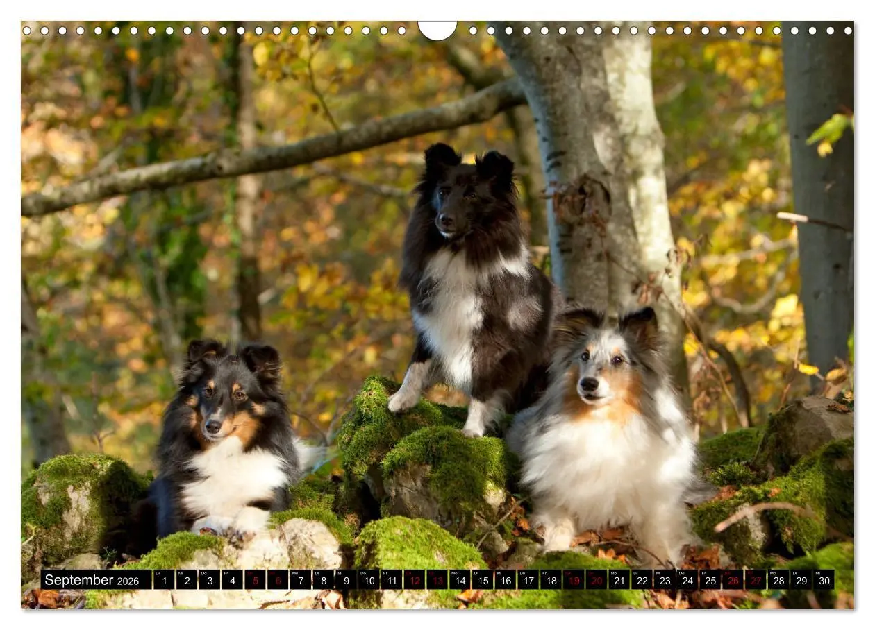 Bild: 9783457881231 | Shetland Sheepdogs - Kleine Charmeure (Wandkalender 2026 DIN A3...