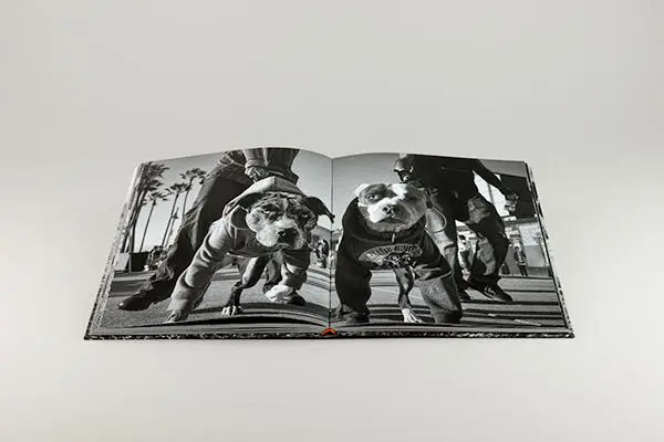 Bild: 9783969001431 | Dog Town | The Pups Of Venice Beach And Their Humans | Dotan Saguy