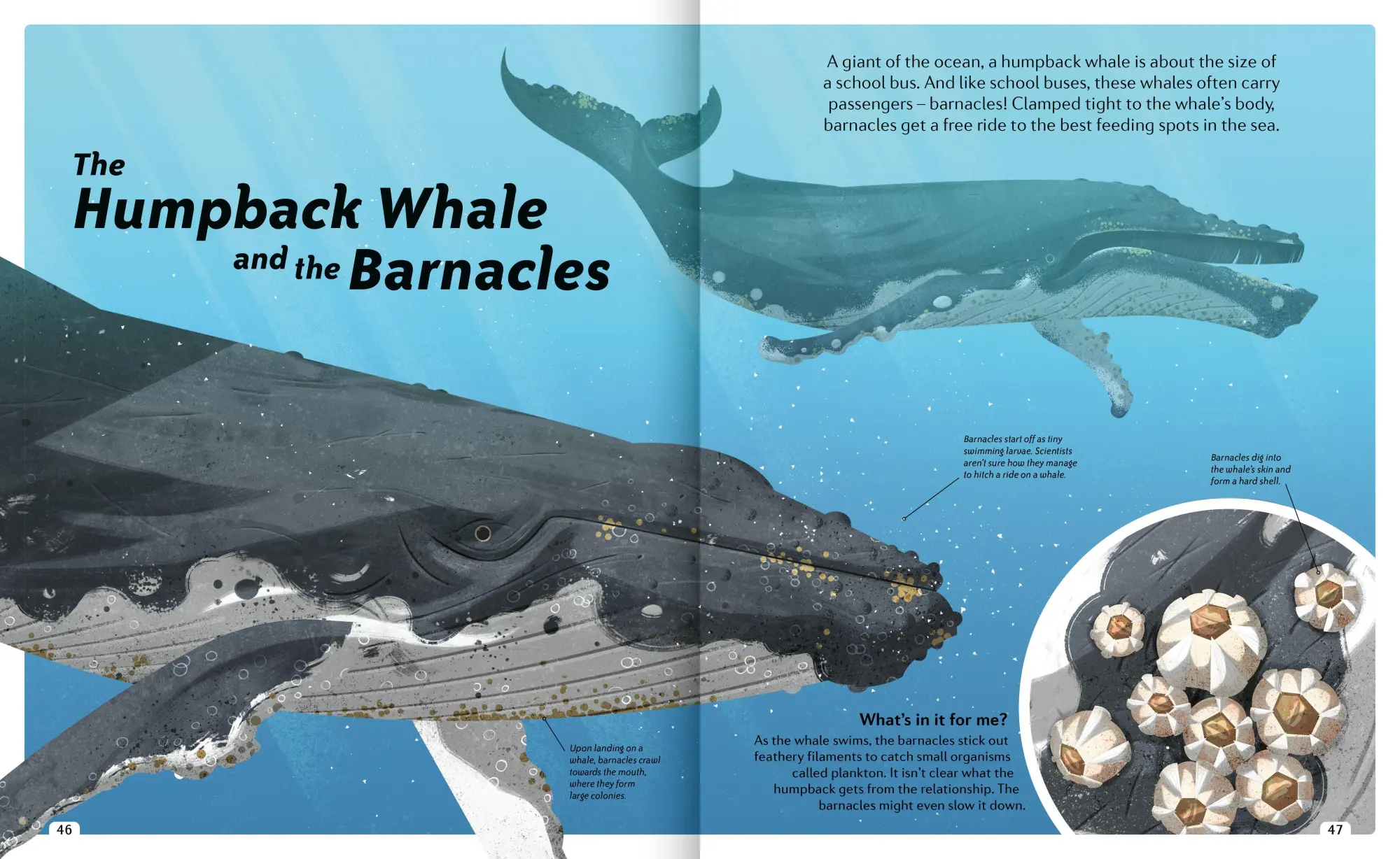Bild: 9781838991531 | Animal Sidekicks | Amazing Stories of Symbiosis in Animals and Plants