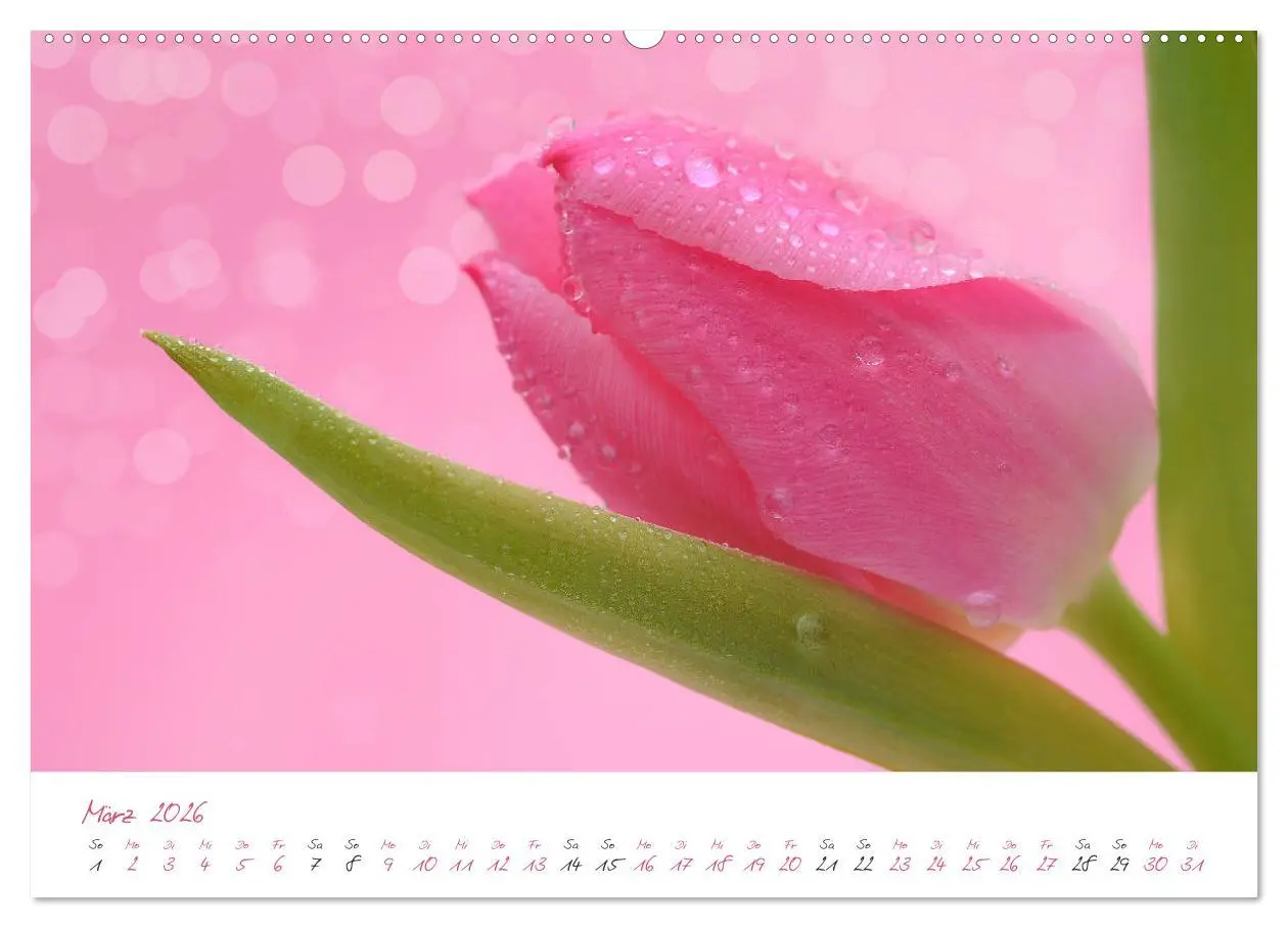 Bild: 9783457781531 | Blütenträume in violett und pink (Wandkalender 2026 DIN A2 quer),...