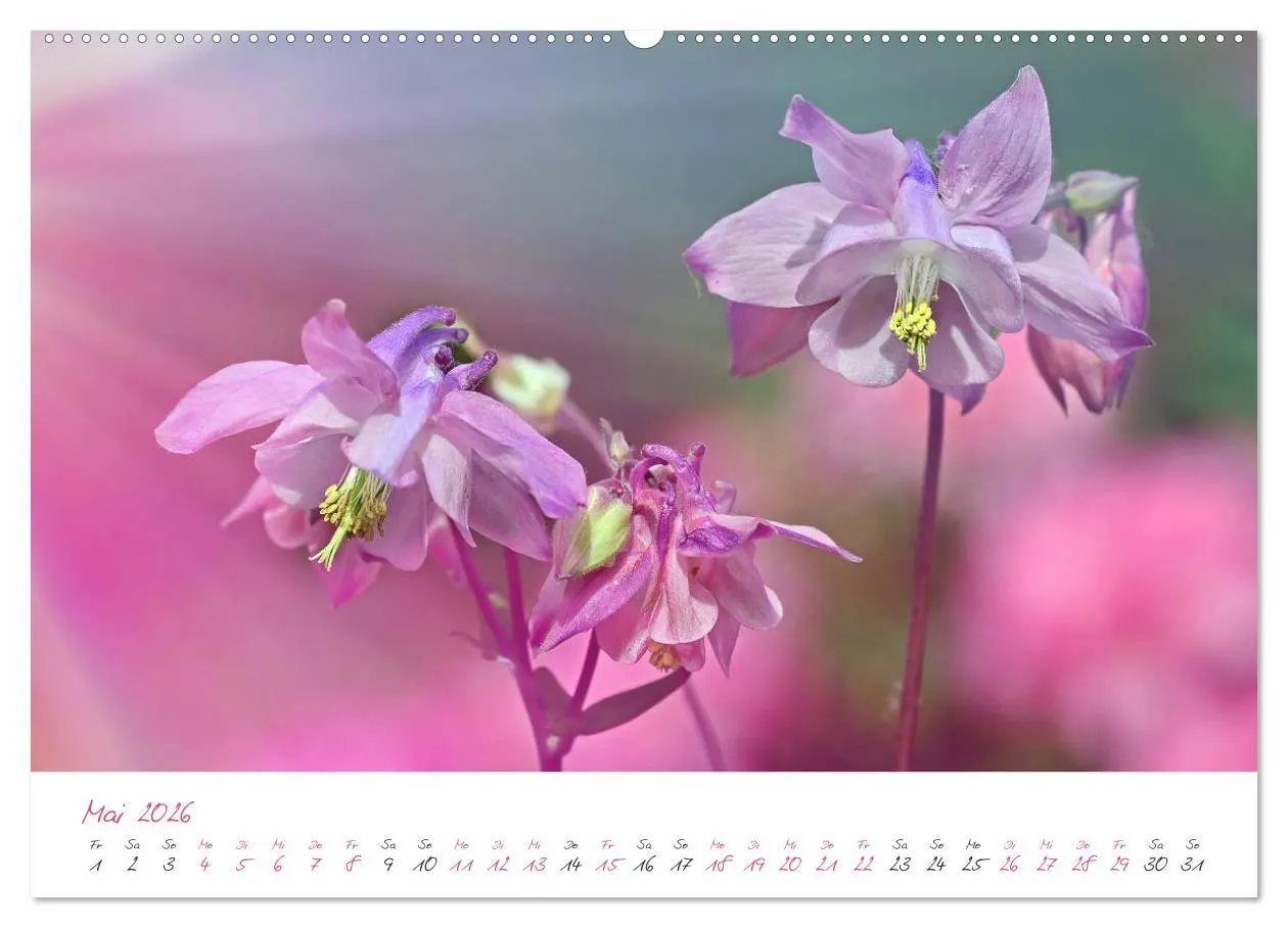 Bild: 9783457781531 | Blütenträume in violett und pink (Wandkalender 2026 DIN A2 quer),...