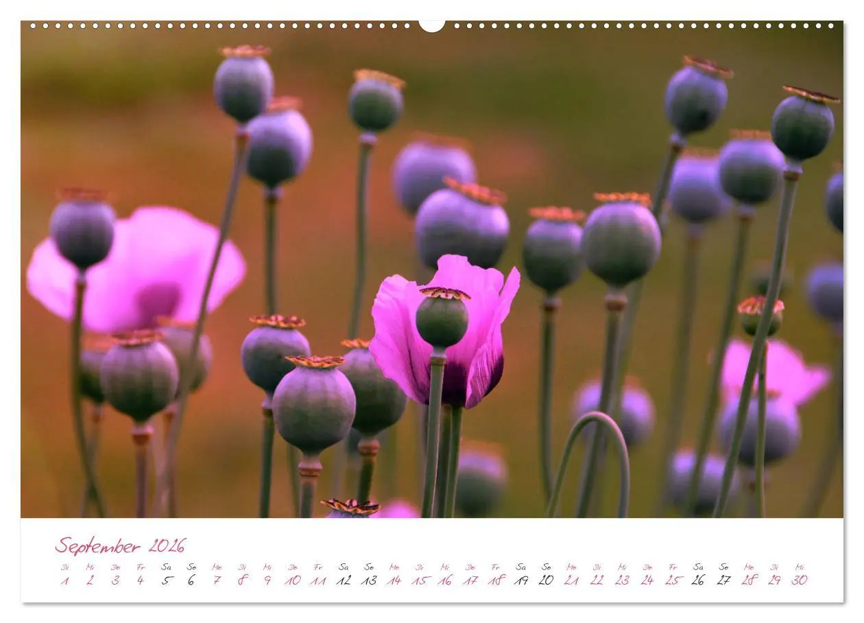 Bild: 9783457781531 | Blütenträume in violett und pink (Wandkalender 2026 DIN A2 quer),...