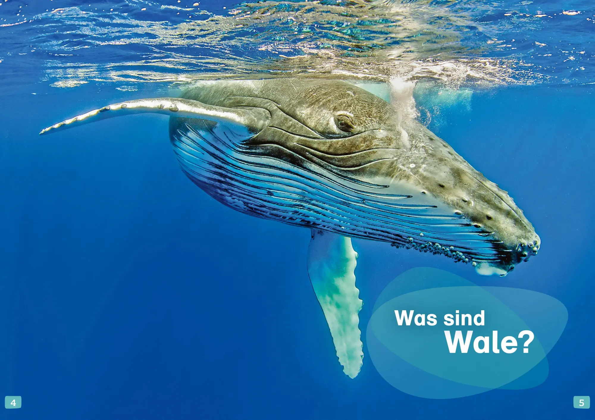 Bild: 9783788681531 | WAS IST WAS Erstes Lesen. Wale und Delfine | Christina Braun | Buch