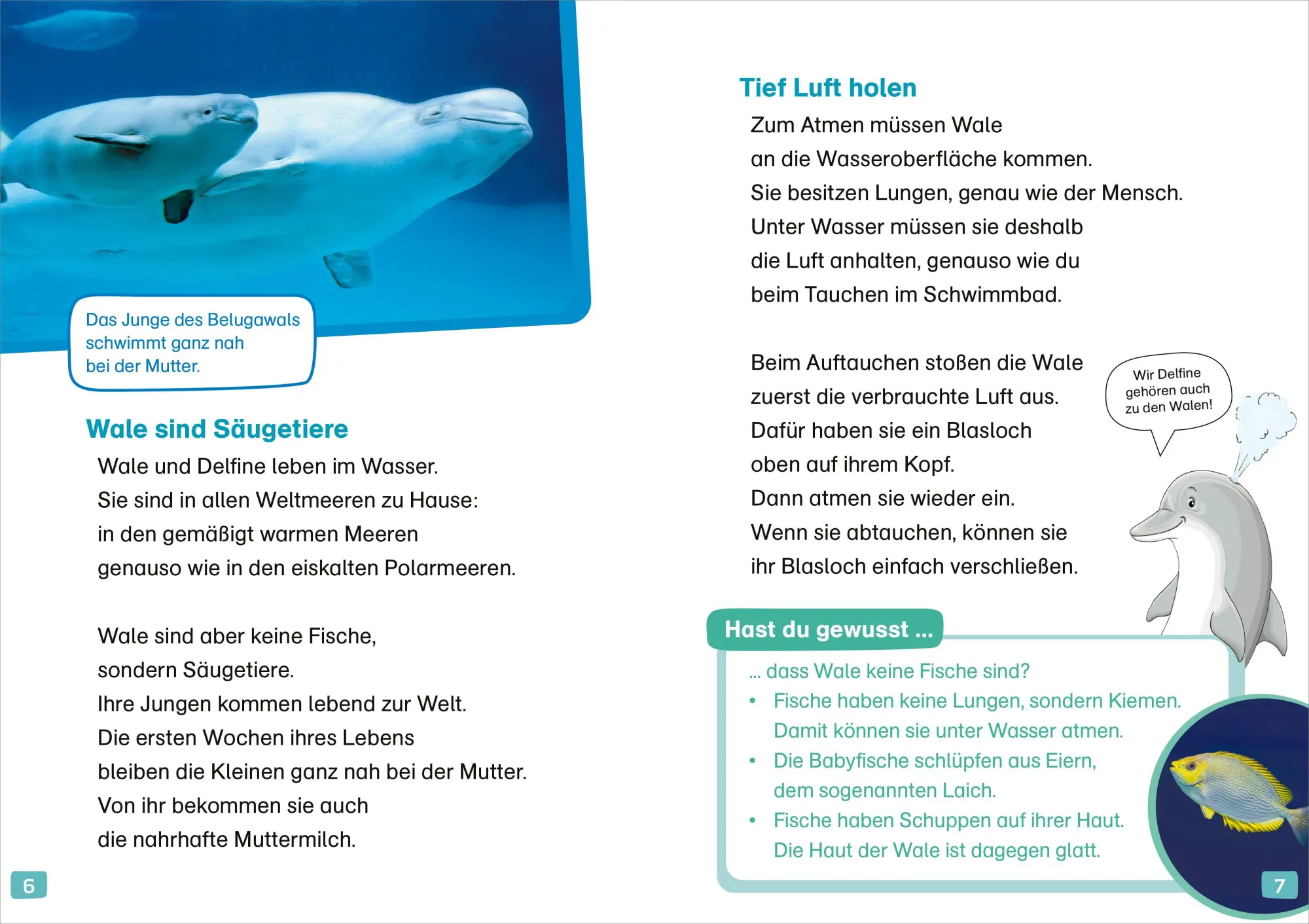 Bild: 9783788681531 | WAS IST WAS Erstes Lesen. Wale und Delfine | Christina Braun | Buch