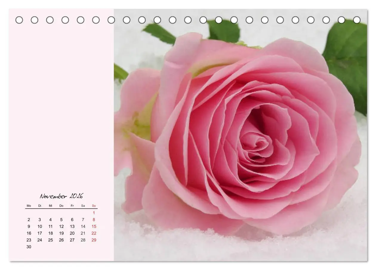 Bild: 9783457771631 | Rosen. Charmante und edle Königinnen (Tischkalender 2026 DIN A5...