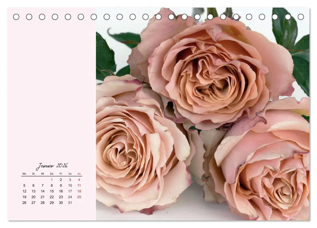 Bild: 9783457771631 | Rosen. Charmante und edle Königinnen (Tischkalender 2026 DIN A5...