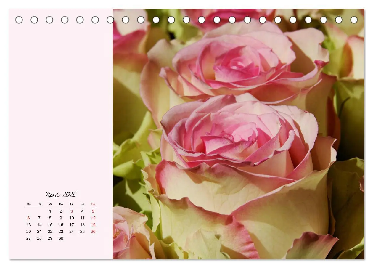 Bild: 9783457771631 | Rosen. Charmante und edle Königinnen (Tischkalender 2026 DIN A5...