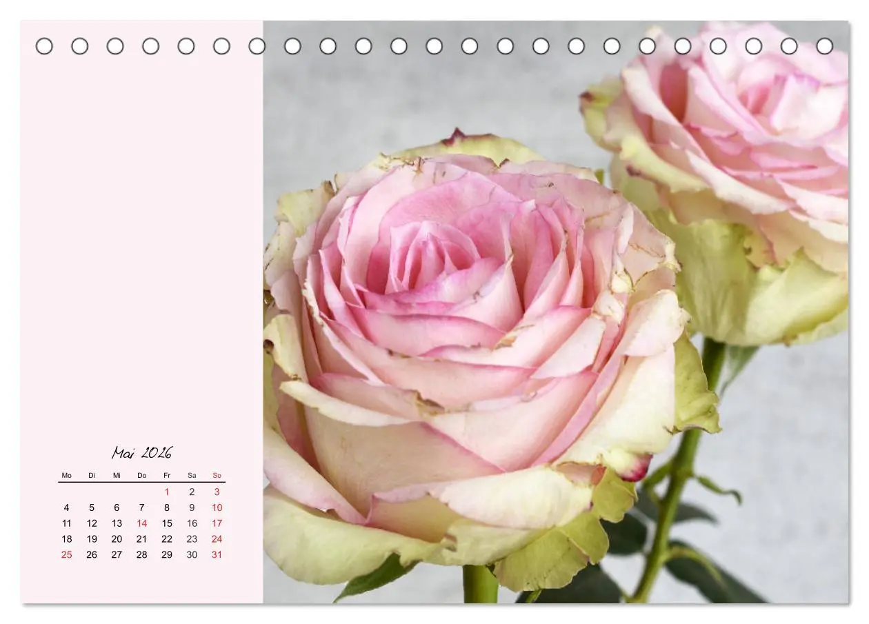 Bild: 9783457771631 | Rosen. Charmante und edle Königinnen (Tischkalender 2026 DIN A5...