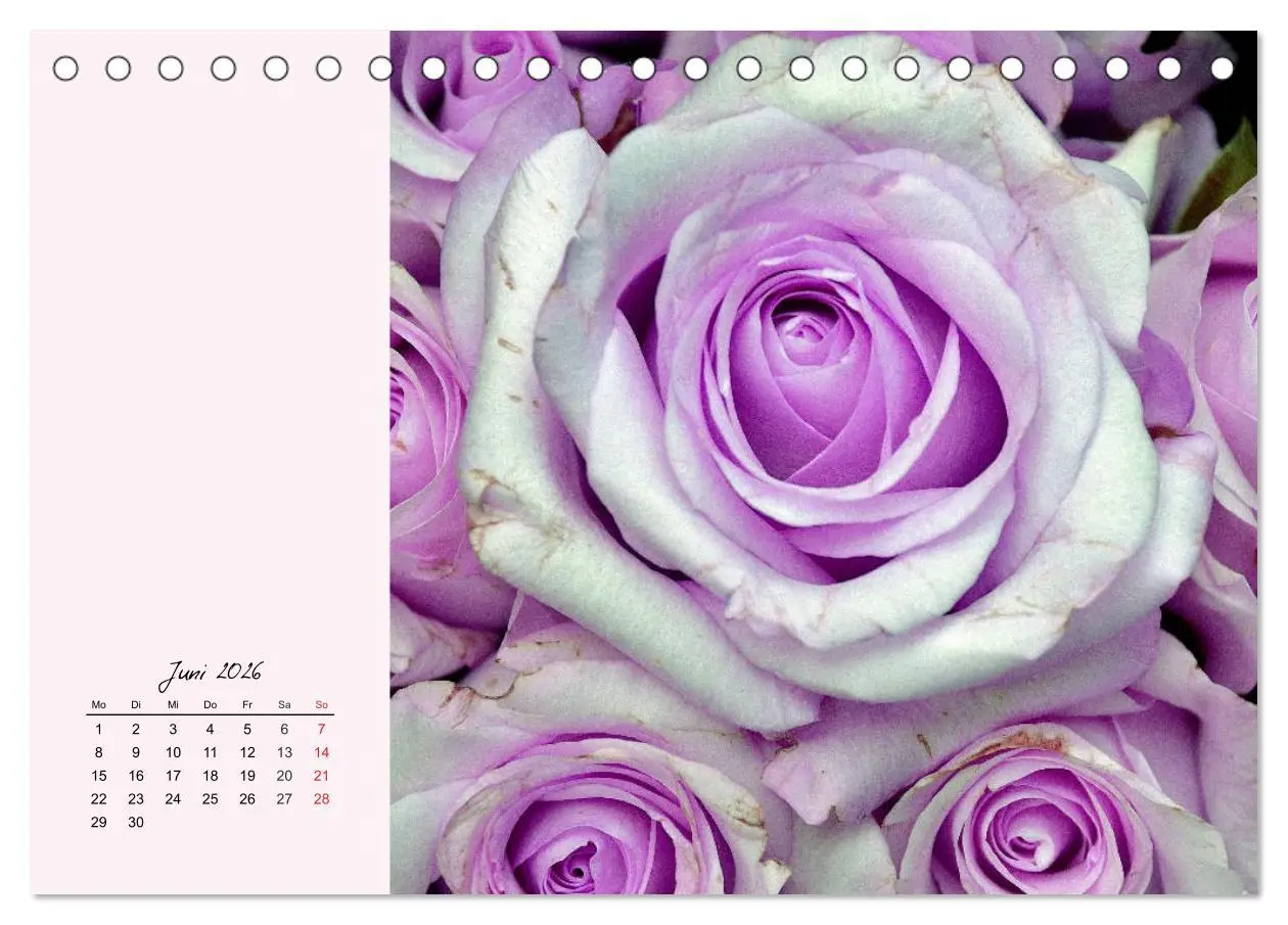 Bild: 9783457771631 | Rosen. Charmante und edle Königinnen (Tischkalender 2026 DIN A5...