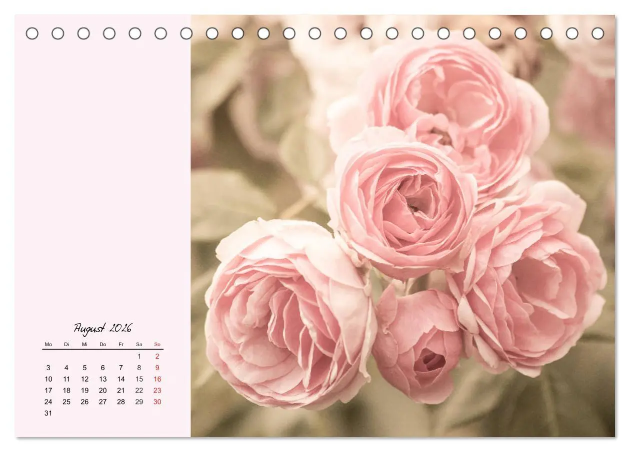 Bild: 9783457771631 | Rosen. Charmante und edle Königinnen (Tischkalender 2026 DIN A5...