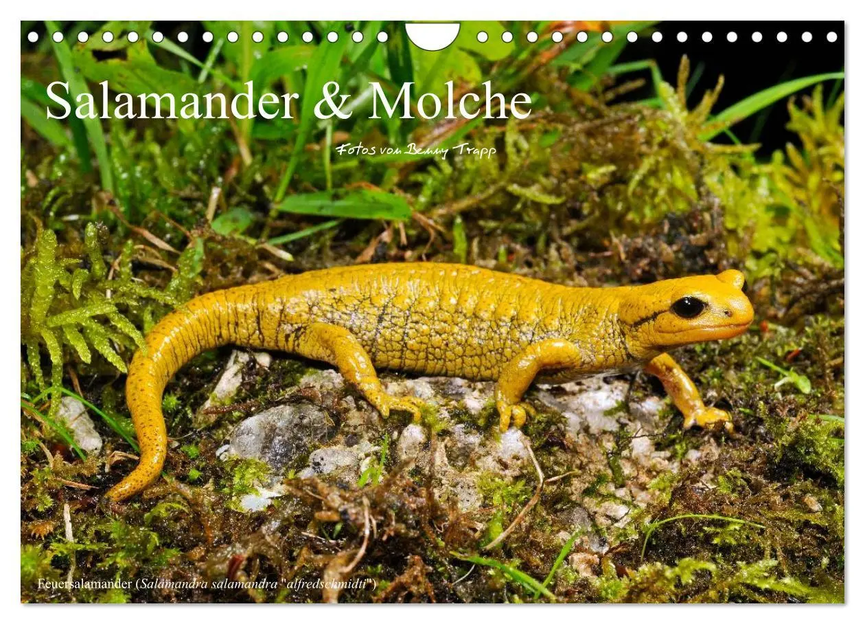 Cover: 9783516171631 | Salamander und Molche (Wandkalender 2026 DIN A4 quer), CALVENDO...