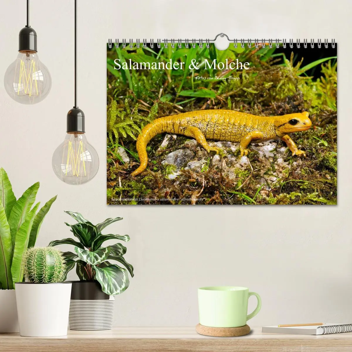 Bild: 9783516171631 | Salamander und Molche (Wandkalender 2026 DIN A4 quer), CALVENDO...