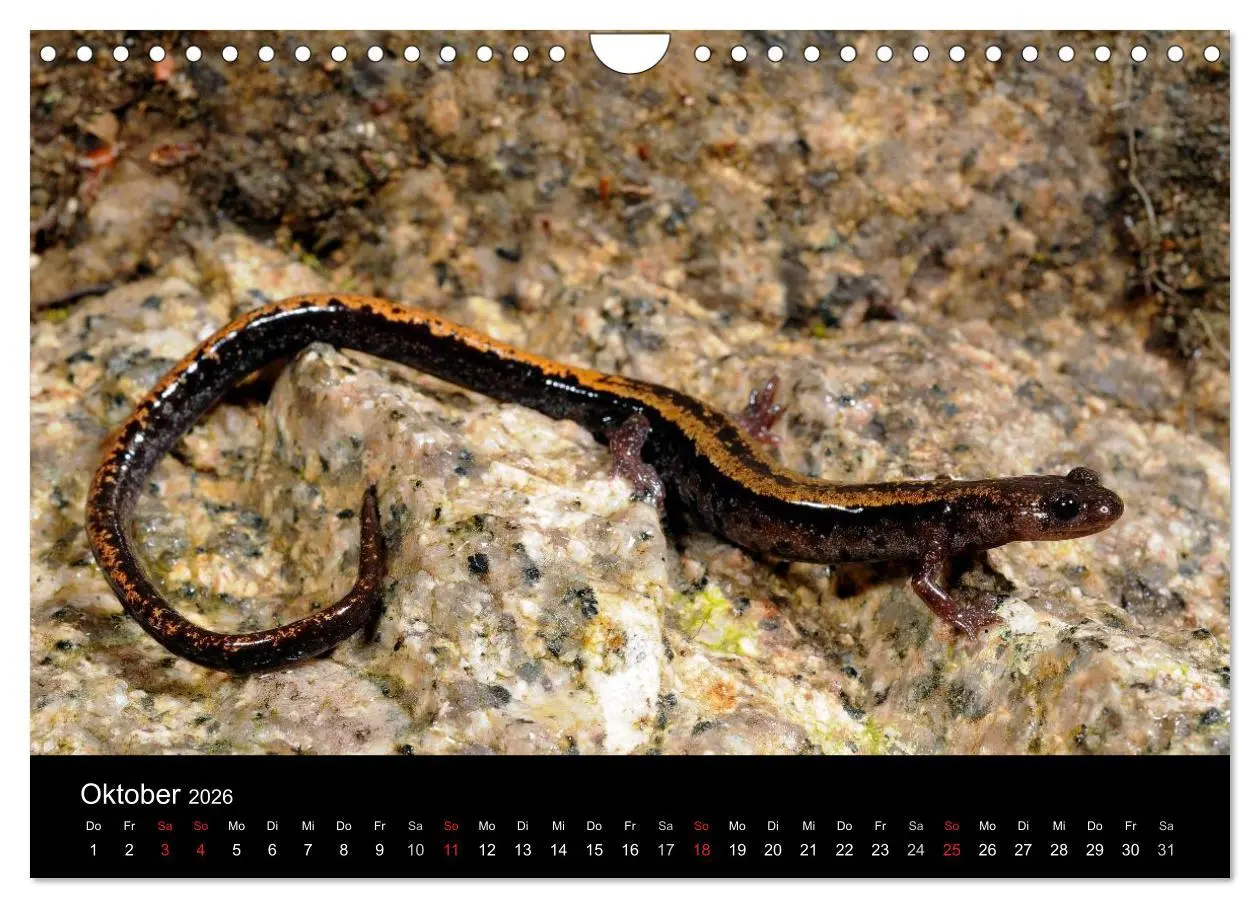 Bild: 9783516171631 | Salamander und Molche (Wandkalender 2026 DIN A4 quer), CALVENDO...
