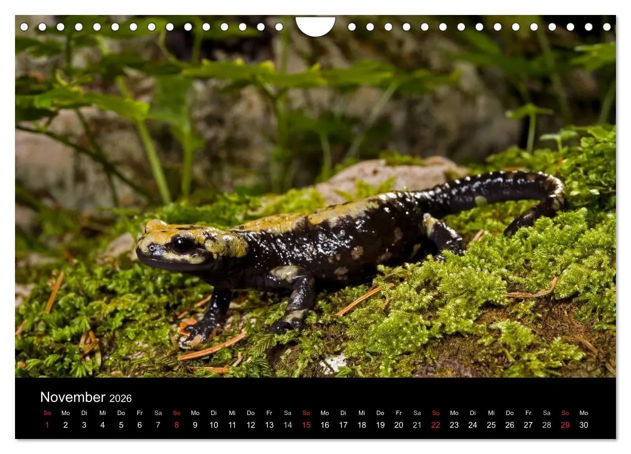 Bild: 9783516171631 | Salamander und Molche (Wandkalender 2026 DIN A4 quer), CALVENDO...