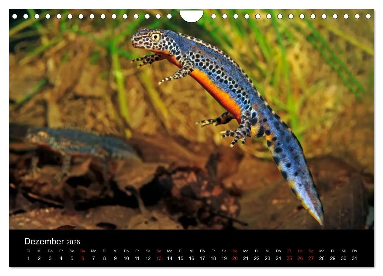 Bild: 9783516171631 | Salamander und Molche (Wandkalender 2026 DIN A4 quer), CALVENDO...