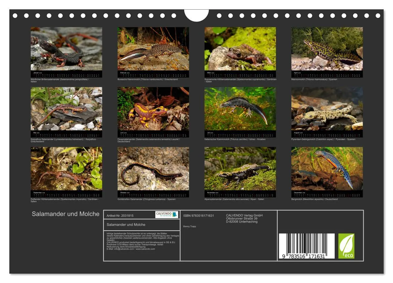 Bild: 9783516171631 | Salamander und Molche (Wandkalender 2026 DIN A4 quer), CALVENDO...