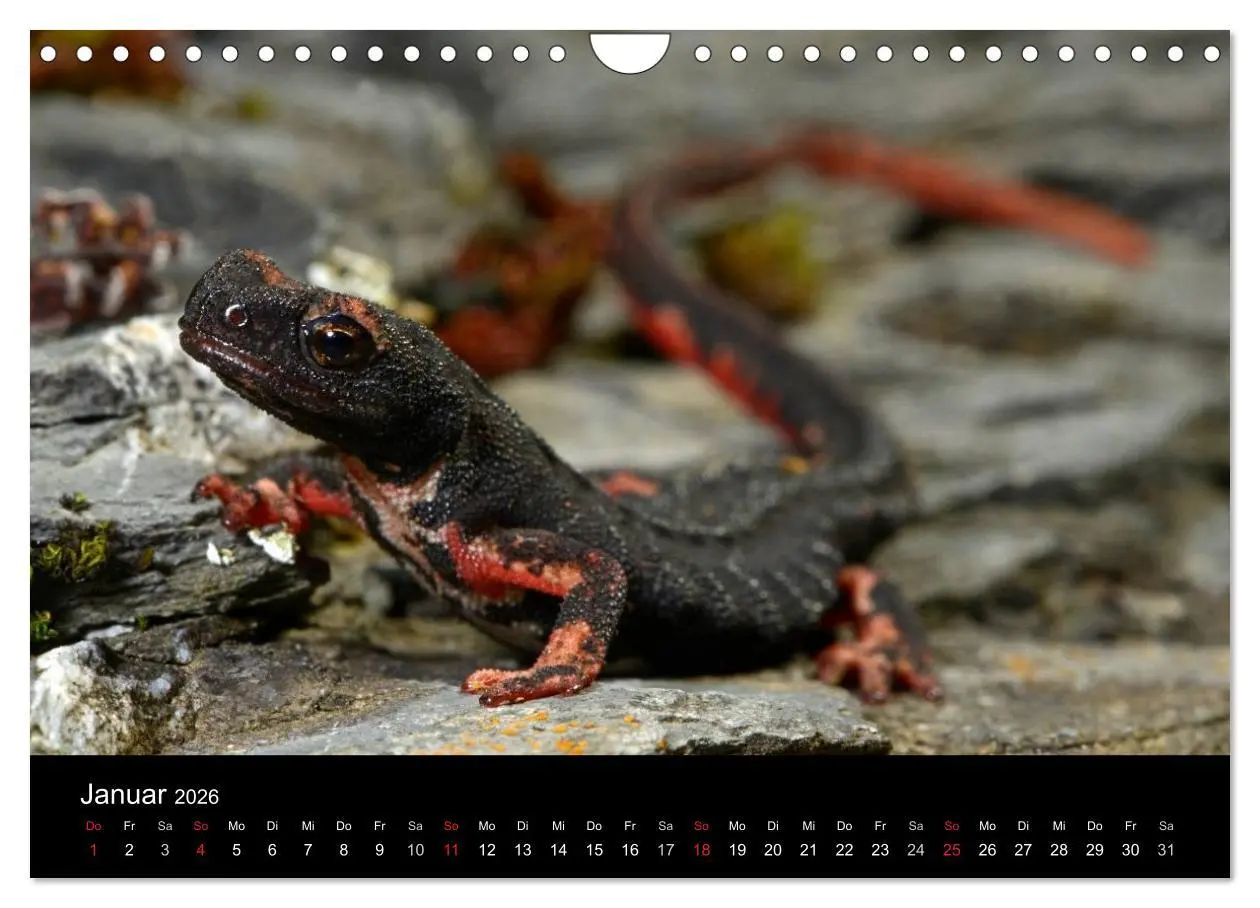 Bild: 9783516171631 | Salamander und Molche (Wandkalender 2026 DIN A4 quer), CALVENDO...