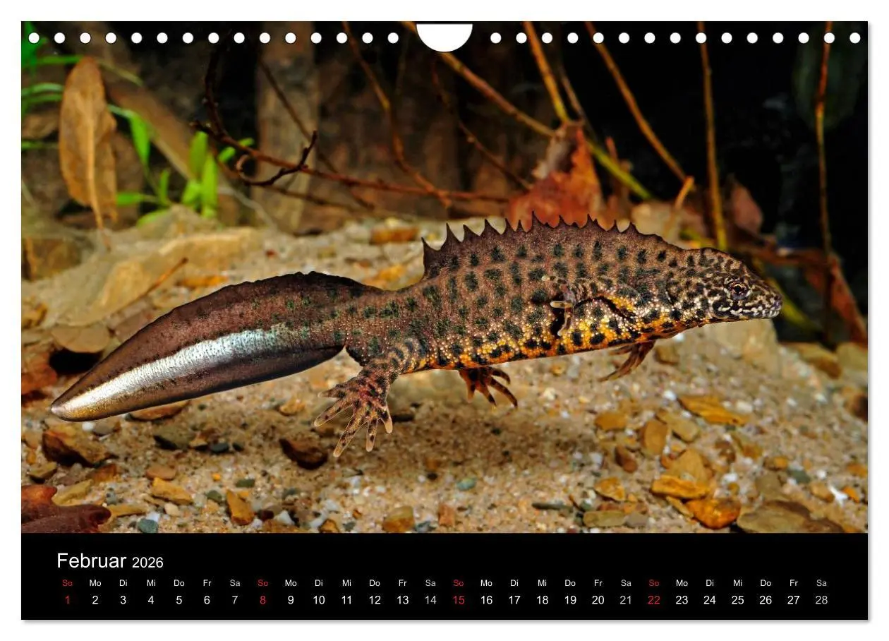 Bild: 9783516171631 | Salamander und Molche (Wandkalender 2026 DIN A4 quer), CALVENDO...