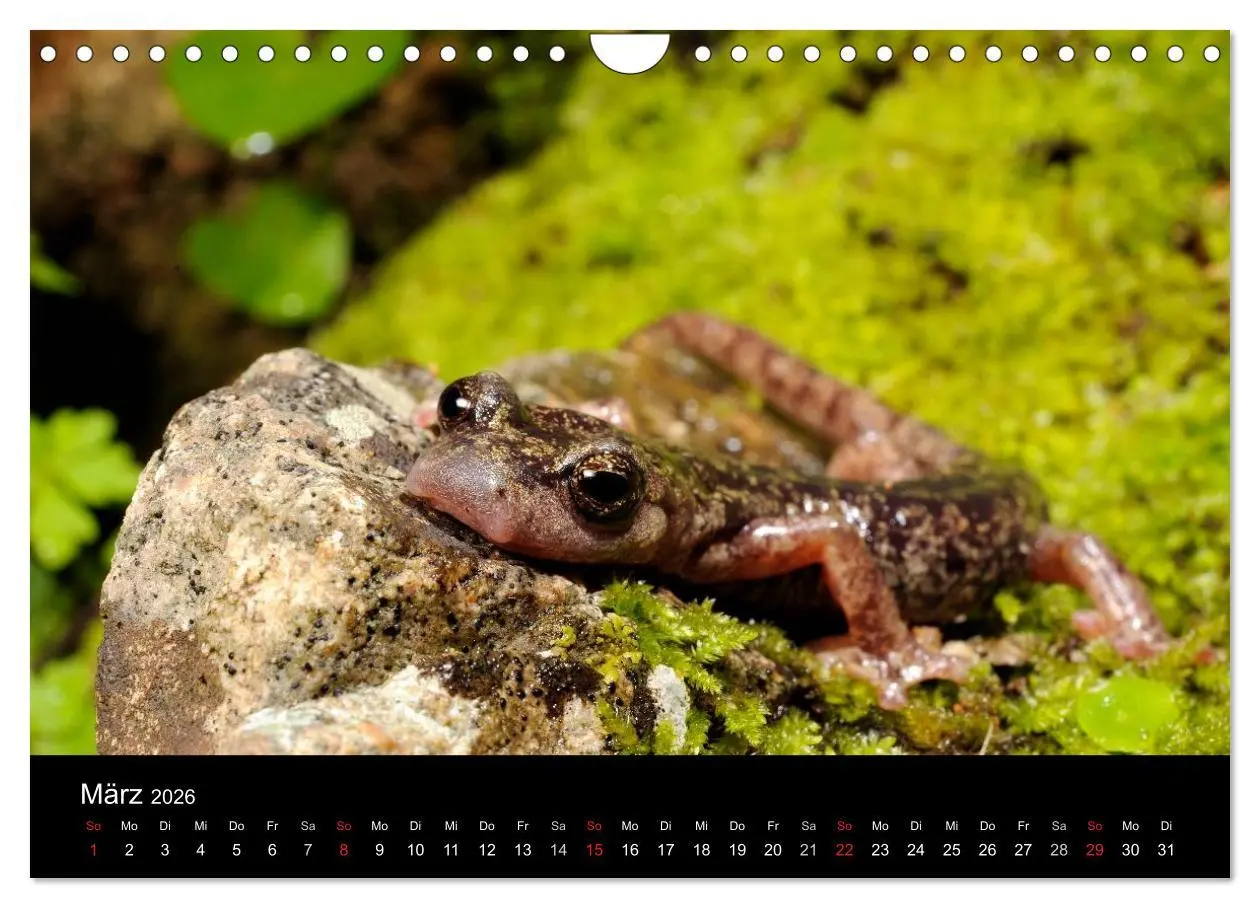 Bild: 9783516171631 | Salamander und Molche (Wandkalender 2026 DIN A4 quer), CALVENDO...