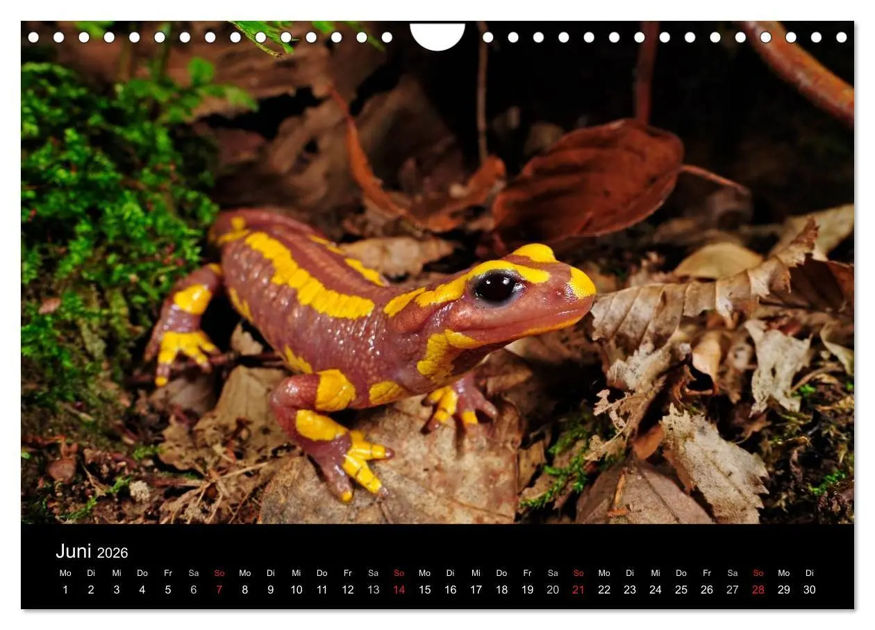 Bild: 9783516171631 | Salamander und Molche (Wandkalender 2026 DIN A4 quer), CALVENDO...