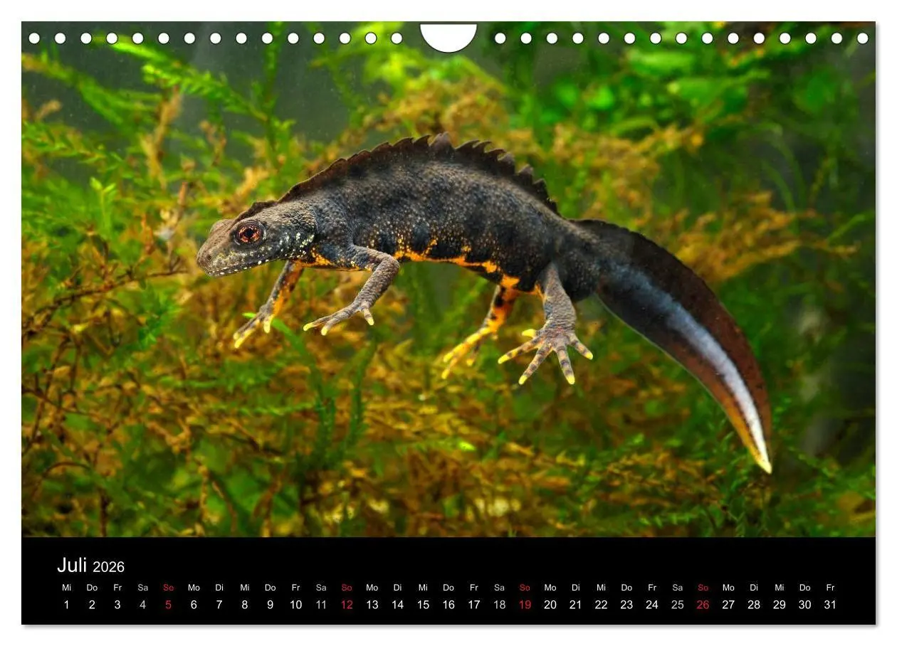 Bild: 9783516171631 | Salamander und Molche (Wandkalender 2026 DIN A4 quer), CALVENDO...