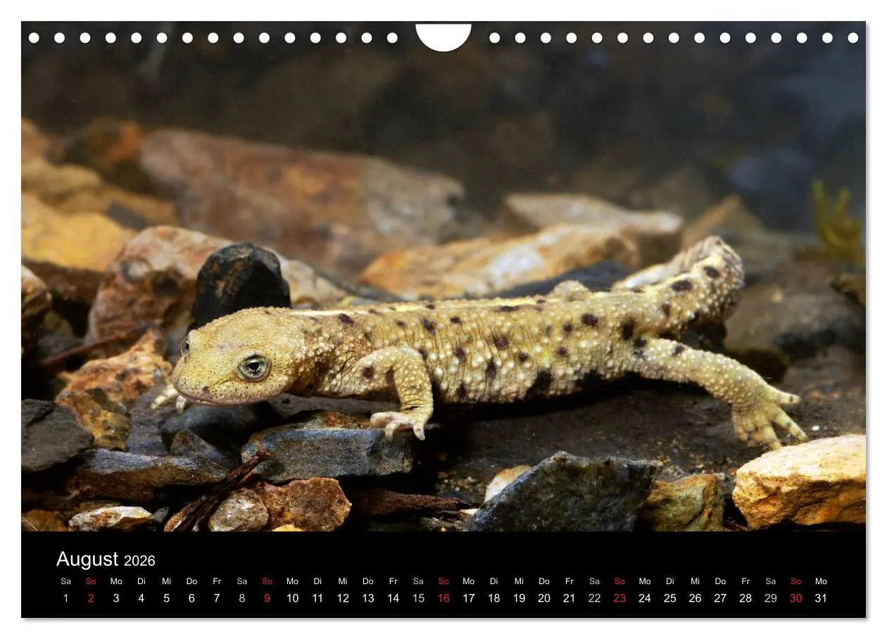 Bild: 9783516171631 | Salamander und Molche (Wandkalender 2026 DIN A4 quer), CALVENDO...