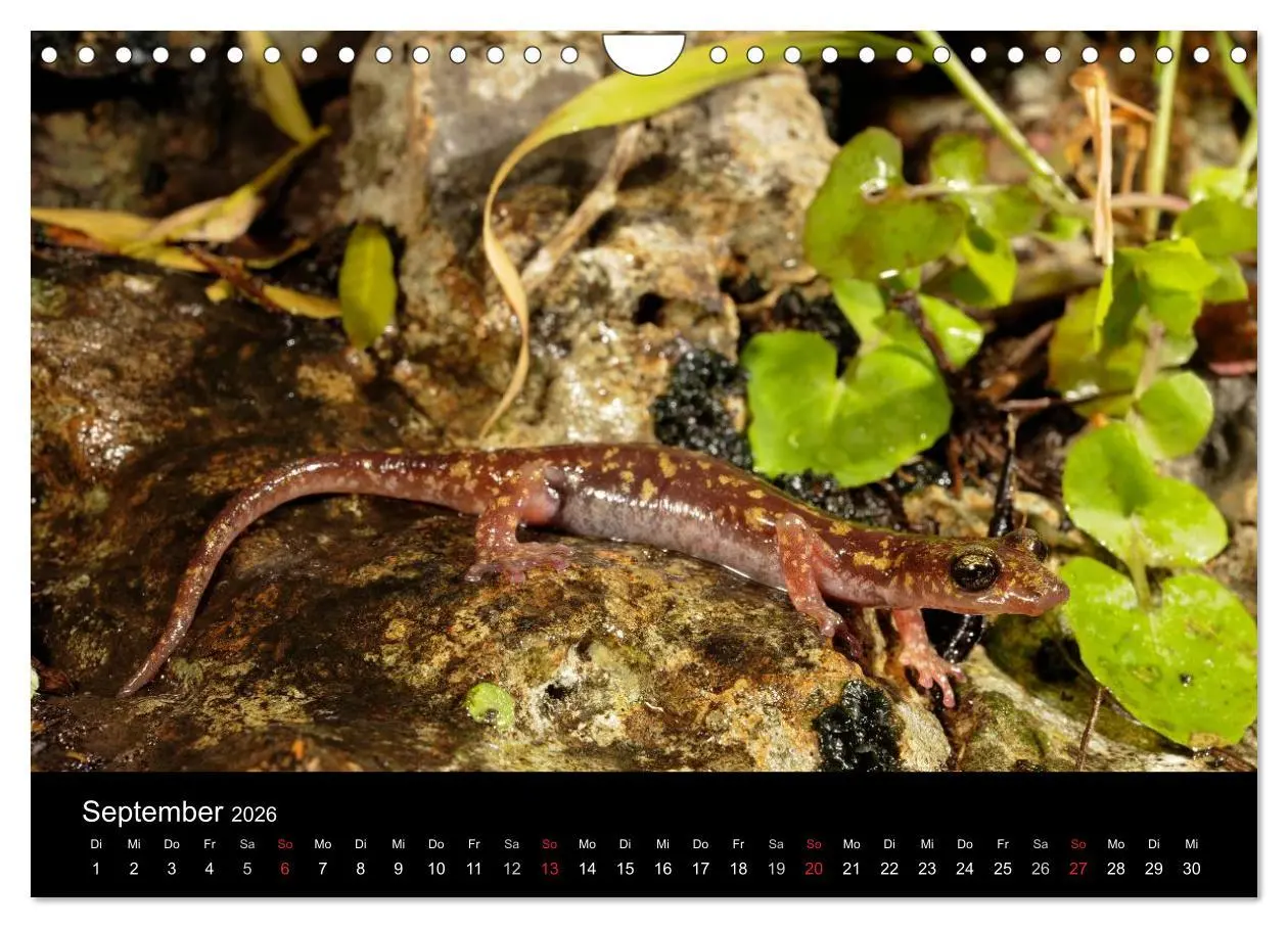 Bild: 9783516171631 | Salamander und Molche (Wandkalender 2026 DIN A4 quer), CALVENDO...