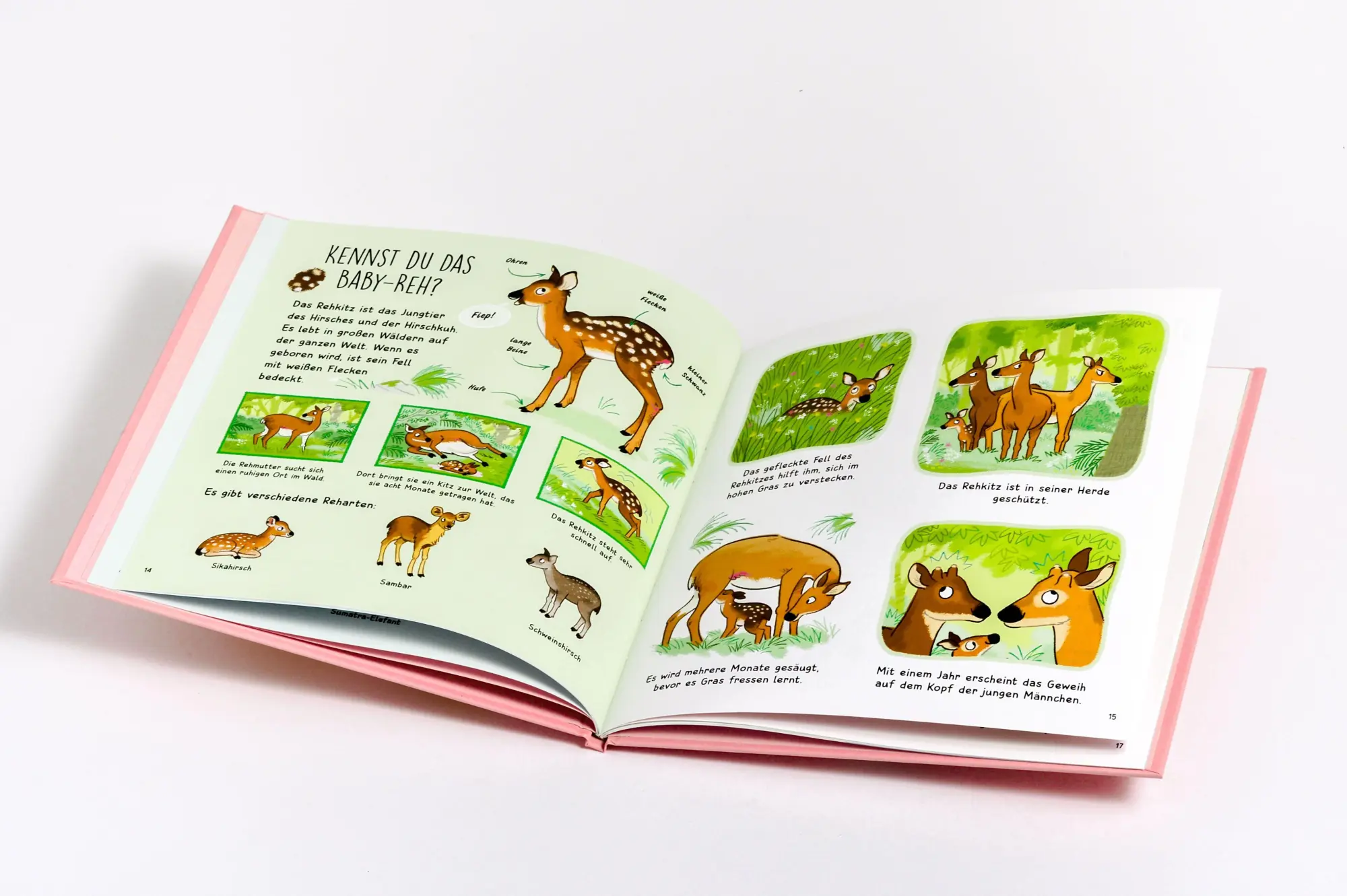 Bild: 9783809451631 | Kennst du die Tierkinder? - Sachbilderbuch für Kinder ab 3 Jahren