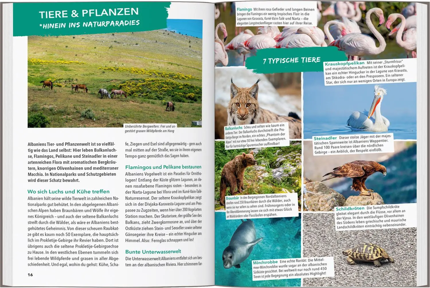 Bild: 9783575021731 | MARCO POLO OUTDOOR GUIDE Reiseführer Albanien | Wengert (u. a.) | Buch
