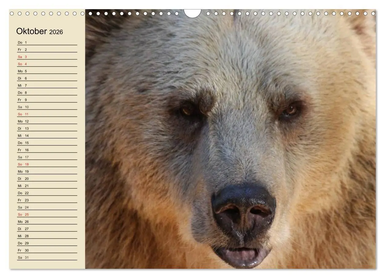 Bild: 9783457991831 | Bären (Wandkalender 2026 DIN A3 quer), CALVENDO Monatskalender | 2026
