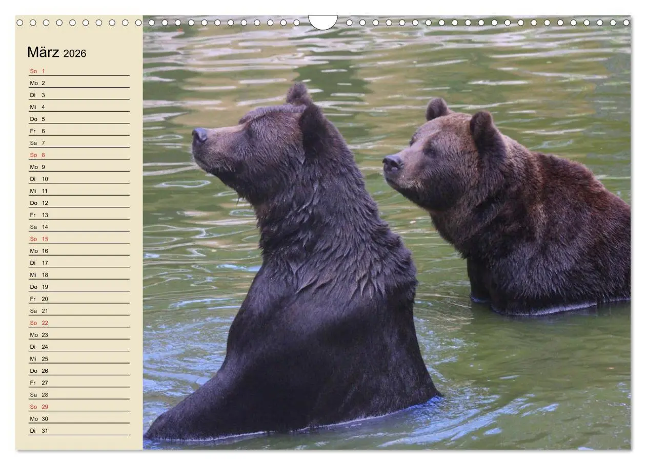 Bild: 9783457991831 | Bären (Wandkalender 2026 DIN A3 quer), CALVENDO Monatskalender | 2026