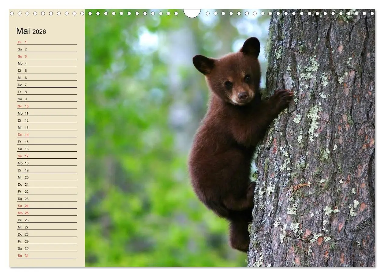 Bild: 9783457991831 | Bären (Wandkalender 2026 DIN A3 quer), CALVENDO Monatskalender | 2026