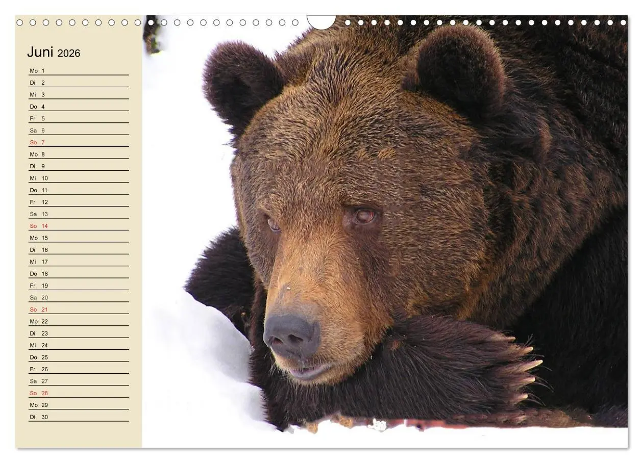 Bild: 9783457991831 | Bären (Wandkalender 2026 DIN A3 quer), CALVENDO Monatskalender | 2026