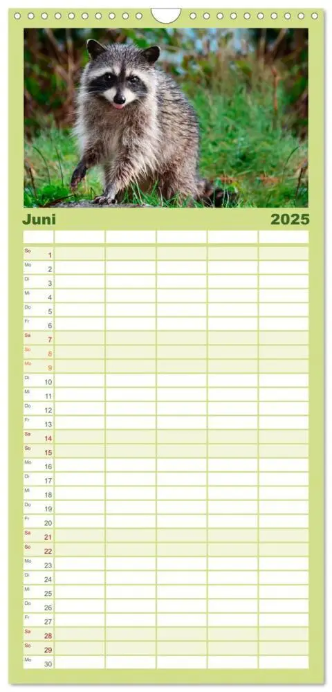 Bild: 9783457121931 | Familienplaner 2025 - Waschbär - Niedlicher Allesfresser mit 5...