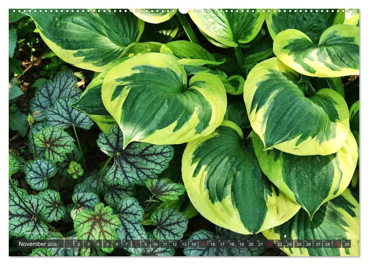 Bild: 9783516032031 | Hosta Staude mit Herz (hochwertiger Premium Wandkalender 2026 DIN...