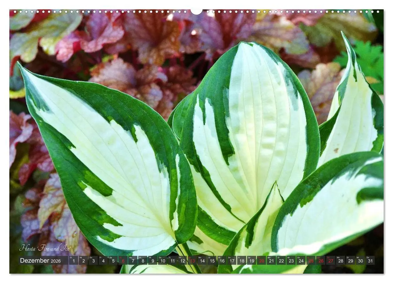 Bild: 9783516032031 | Hosta Staude mit Herz (hochwertiger Premium Wandkalender 2026 DIN...