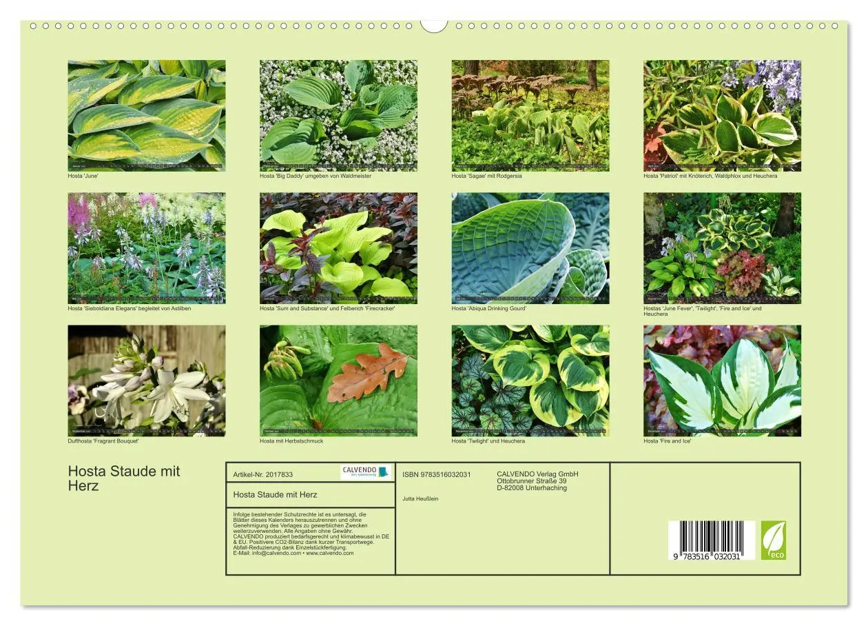 Bild: 9783516032031 | Hosta Staude mit Herz (hochwertiger Premium Wandkalender 2026 DIN...