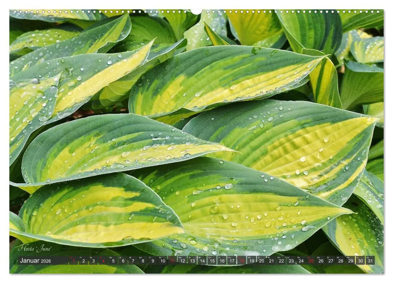 Bild: 9783516032031 | Hosta Staude mit Herz (hochwertiger Premium Wandkalender 2026 DIN...