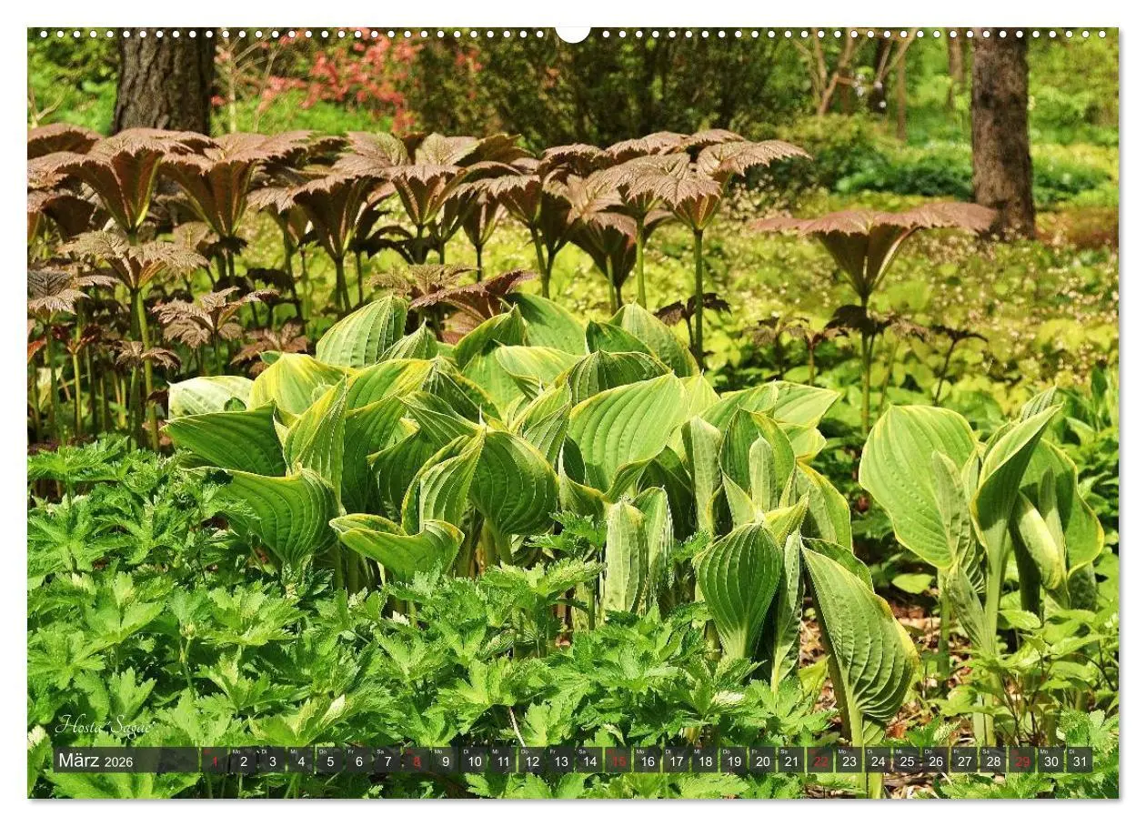 Bild: 9783516032031 | Hosta Staude mit Herz (hochwertiger Premium Wandkalender 2026 DIN...