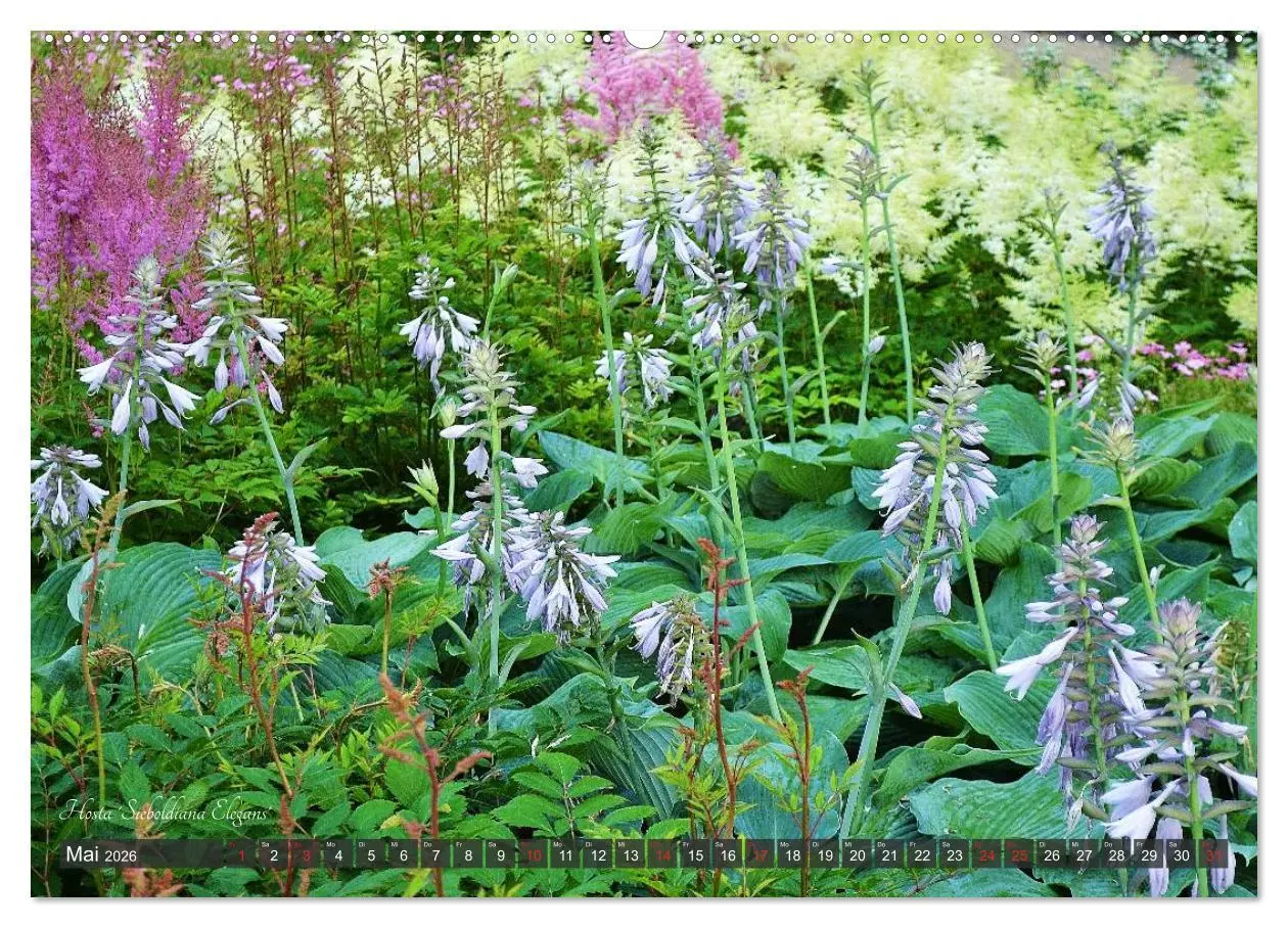 Bild: 9783516032031 | Hosta Staude mit Herz (hochwertiger Premium Wandkalender 2026 DIN...
