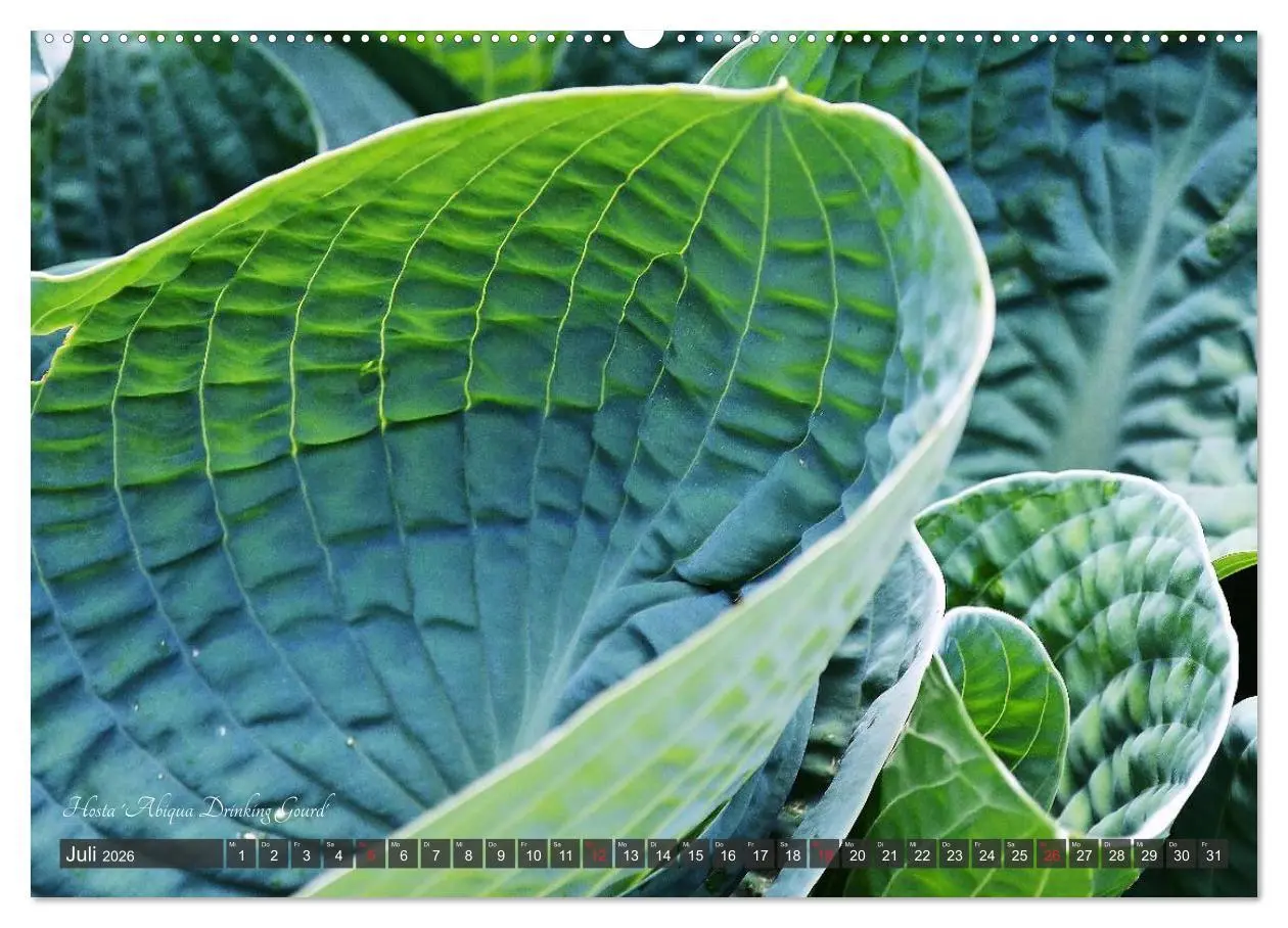 Bild: 9783516032031 | Hosta Staude mit Herz (hochwertiger Premium Wandkalender 2026 DIN...