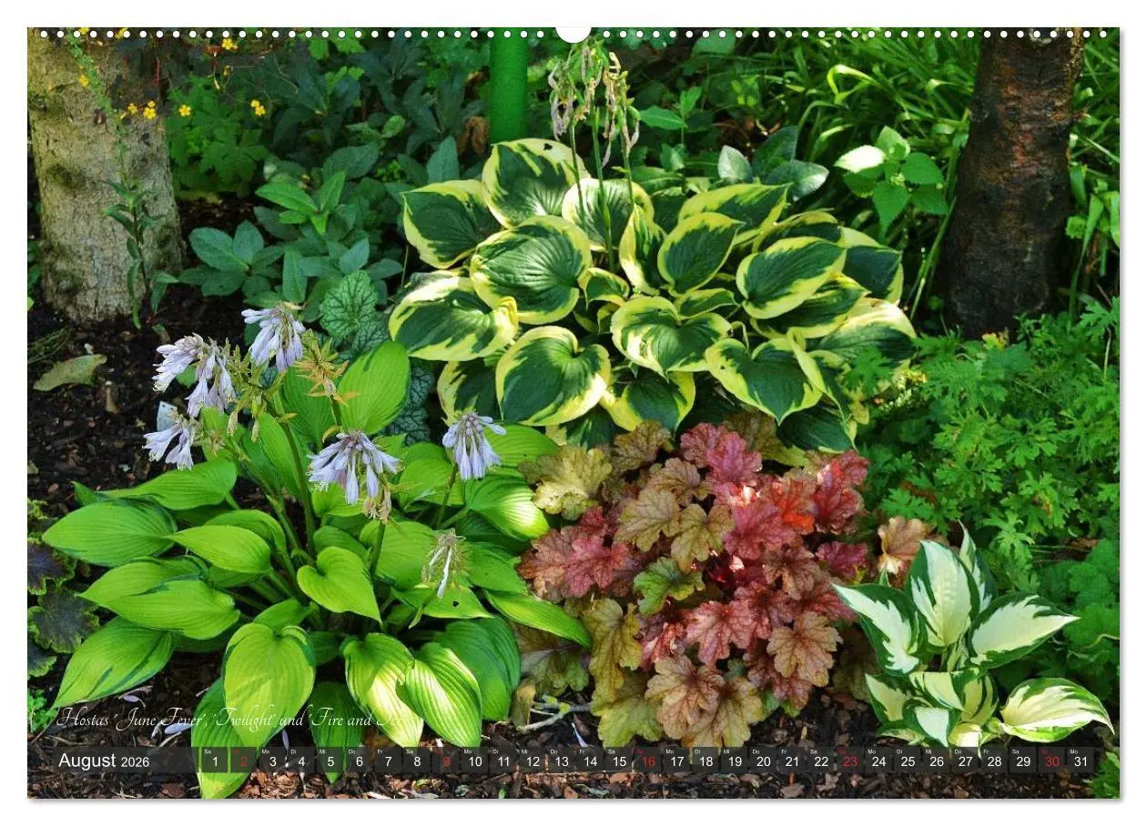 Bild: 9783516032031 | Hosta Staude mit Herz (hochwertiger Premium Wandkalender 2026 DIN...