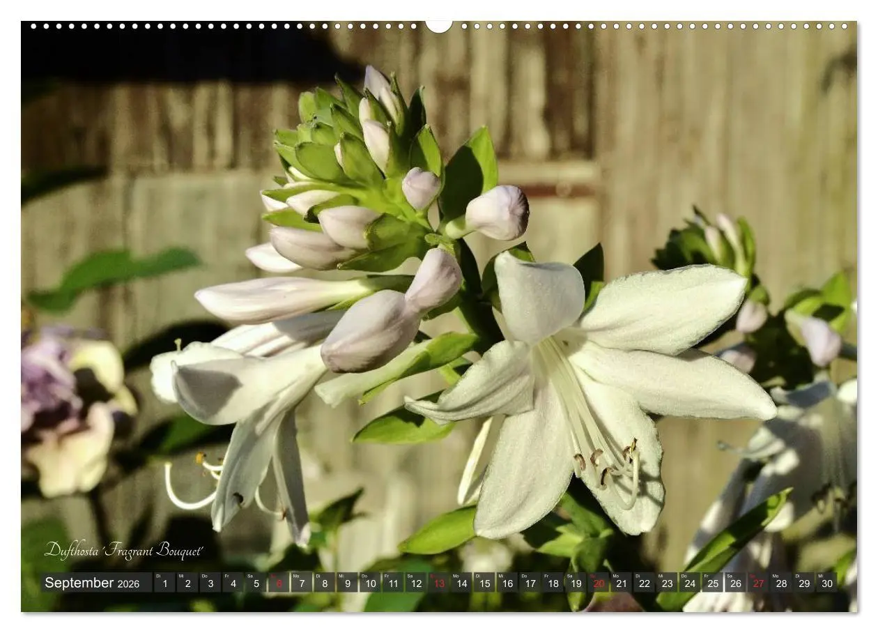 Bild: 9783516032031 | Hosta Staude mit Herz (hochwertiger Premium Wandkalender 2026 DIN...