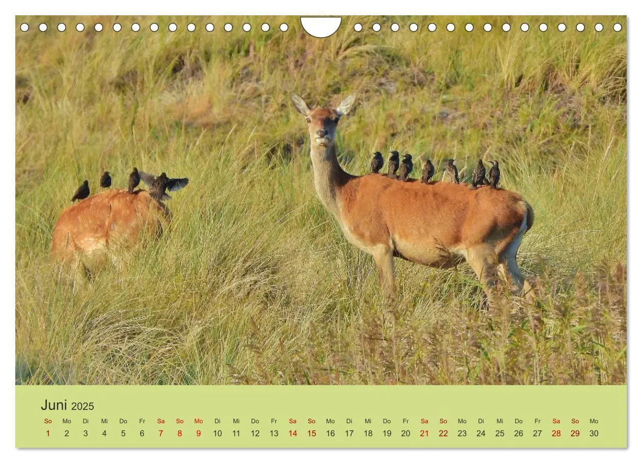 Bild: 9783435392131 | Küsten Hirsche - Rotwild auf dem Darß (Wandkalender 2025 DIN A4...